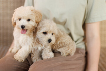 Cute puppies of the Maltipoo breed are resting in the arms of a girl on home. Beloved pet in the natural atmosphere.