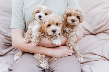 Cute puppies of the Maltipoo breed are resting in the arms of a girl on beautiful home. Beloved pet in the natural atmosphere.