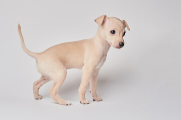 Portrait of cute Italian Greyhound puppy isolated on white studio background. Small beagle dog...