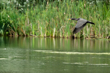 A Cormorant, Phalacrocorax carbo in flight.