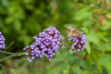 meadow brown brush footed butterfly on purple vervain with a blurred green background