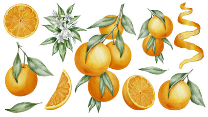 Orange Fruits set. Watercolor hand drawn illustration of tangerine branches with green leaves and slices of citrus Fruits on white isolated background. Bundle of mandarins for food label or menu. - obrazy, fototapety, plakaty