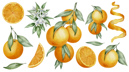 Foto op Plexiglas Orange Fruits set. Watercolor hand drawn illustration of tangerine branches with green leaves and slices of citrus Fruits on white isolated background. Bundle of mandarins for food label or menu. © Alisles