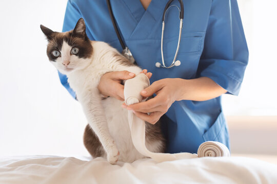 Veterinarian treating cat applying medical bandage on wounded paw indoor