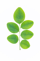 colorful young Burma Padauk(Pterocarpus macrocarpus) leaf  on white background,isolsted