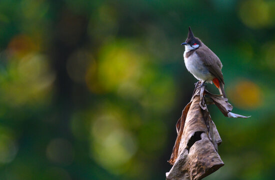  colorful Red-whiskered Bulbul ( Pycnonotus jocosus) perched on dry banana leaf ,Thailand