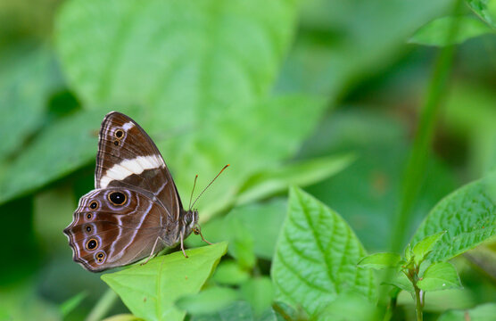 Banded Treebrown ( Lethe confusa ) perched on green leaf