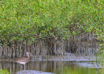 Whimbrel ( Numenlus phaeopus ) foraging in mangrove forest , thailand