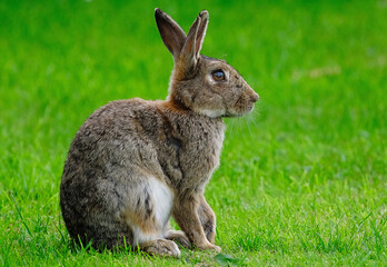 Naklejka na ściany i meble Rabbits, also known as bunnies or bunny rabbits, are small mammals in the family Leporidae of the order Lagomorpha.