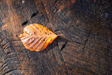 Gold colored single leaf in autumn on wooden tree stump background.