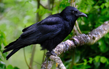 A crow is a bird of the genus Corvus, or more broadly a synonym for all of Corvus. The word 
