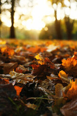 fallen autumn leaves on grass in sunny morning light