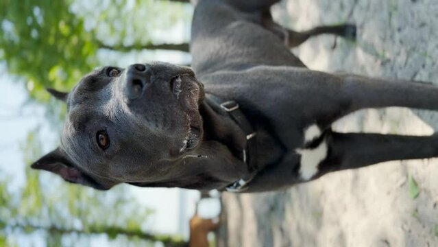 Dog breed Cane Corso. vertical video.