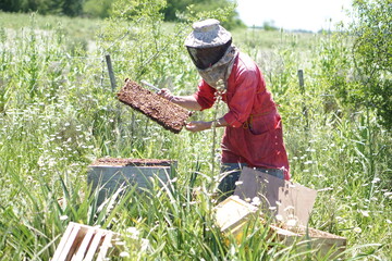 Apilcultor retirando miel de sus colmenas de abejas