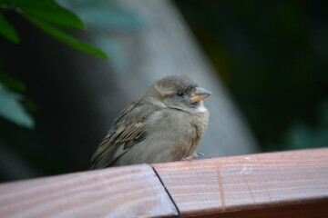sparrow on fence