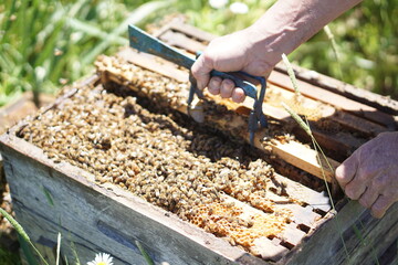 Apilcultor retirando miel de sus colmenas de abejas - obrazy, fototapety, plakaty
