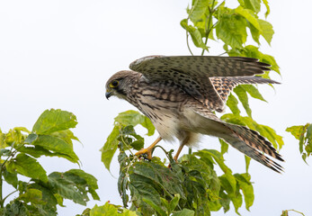 Kestrel, female