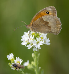 Meadow brown butterfly