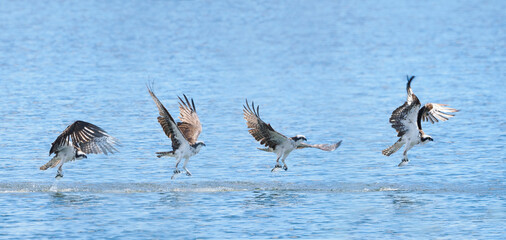 A Composite Image of an Osprey as It Snagged a Fish from the Ocean and Took Off With It - 629599167