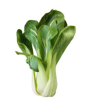 Pak choi,  Pak choy, Pok choi