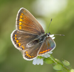 Common blue butterfly, female