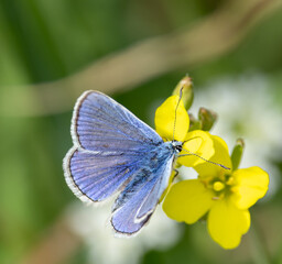 Common blue butterfly, male
