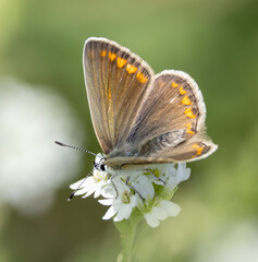 Common blue butterfly, female
