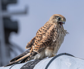 Kestrel, female