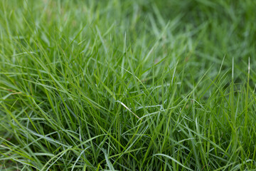 Obraz premium Dark Green grass in garden