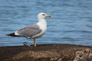 Fototapeta na wymiar Seagull sits on the shore in the morning