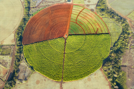 Aerial drone view of sugar cane fields forming a circle, Flic en Flac, Black River, Mauritius.