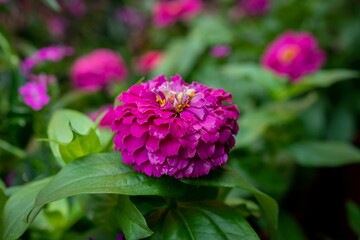 Obraz premium Beautiful pink common zinnia flower blooming in the center of lush green leaves