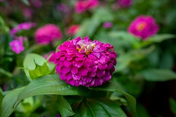 Beautiful pink common zinnia flower blooming in the center of lush green leaves