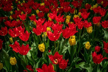Fototapeta na wymiar Image of a picturesque park featuring an array of vivid and vibrant tulips in shades of red