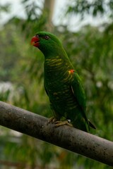 Close-up shot of a green Scaly-breasted lorikeet parrot perched on a tree branch