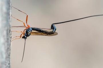 Closeup of an ichneumonid wasp of an unknown species boring into a dead tree trunk