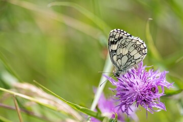 Closeup of a Marbled white butterfly on Knapweed flower