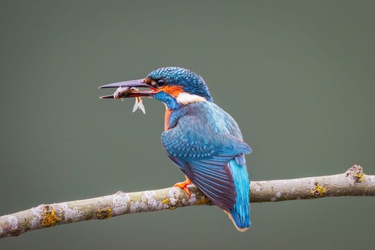 Closeup of a kingfisher with a minnow perched on a branch