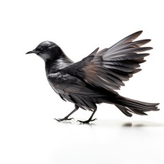 Black storm-petrel bird isolated on white. Generative AI