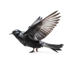Obraz premium Black tern bird isolated on white. Generative AI