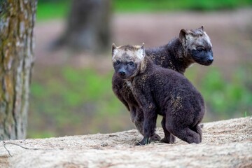 Closeup of two Hyena puppies in a lush forest setting