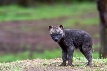 Closeup shot of a young hyena standing in the forest with a blurry background