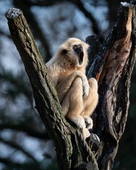 Curious gibbon monkey perched on the branches of a large tree, looking up inquisitively at the sky