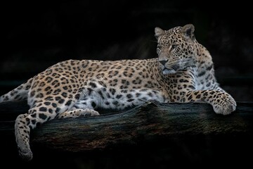 Persian panther lying on a tree branch with a dark background