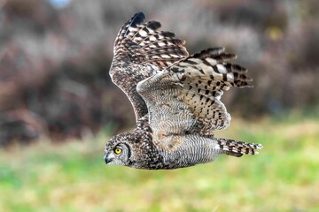 Selective focus shot of an African eagle owl mid flight