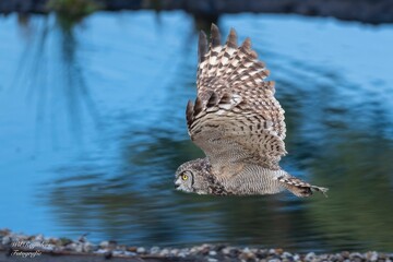 Selective focus shot of an African eagle owl mid flight