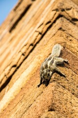 Siberian chipmunk balancing on a stone wall, alert and focused