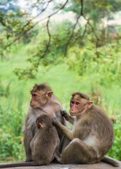 Vertical shot of monkeys sitting on the ground on a sunny day with a blurry background