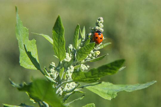 Garden orach  with ladybug in summer