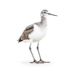 Fototapeta na wymiar Common greenshank bird isolated on white. Generative AI